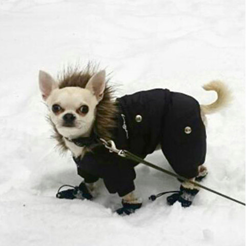 buty dla psa na zimę