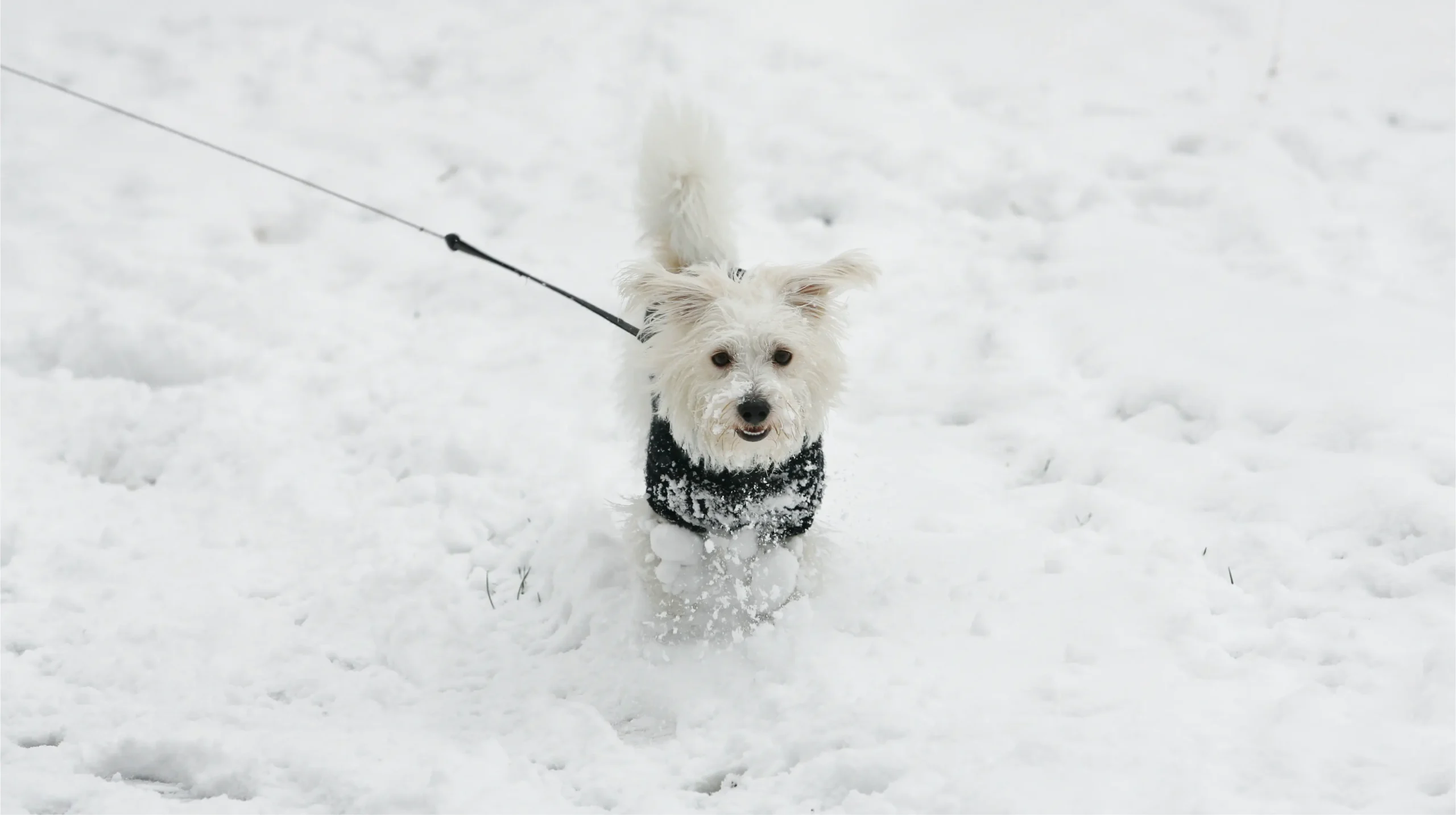 Winter clothes for dogs – style and safety on cold days