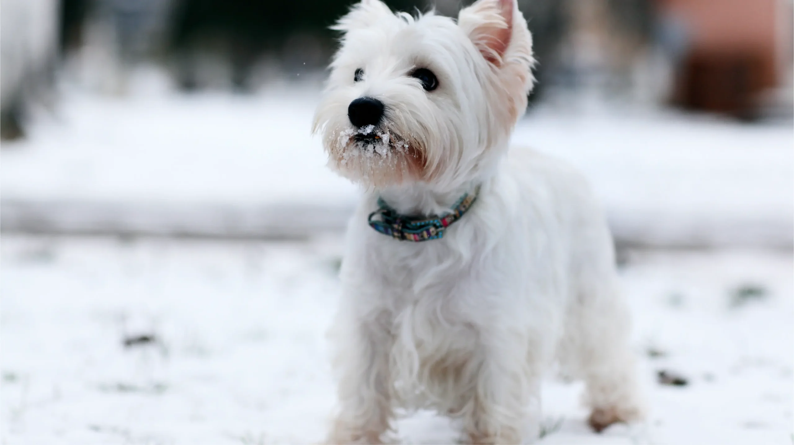A small dog in the snow without a coat – high risk of hypothermia during cold weather